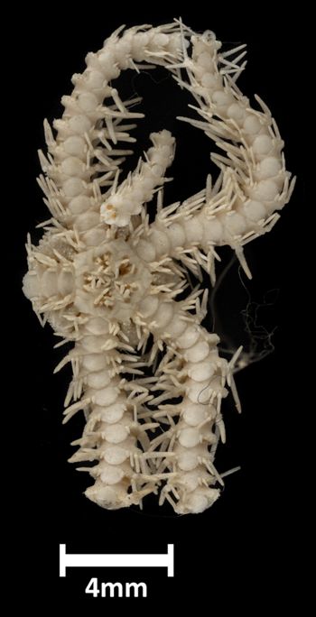 Media type: image;   Invertebrate Zoology OPH-2036 Description: Bottom up view of single ophiuroid specimen with a scale bar.;  Aspect: ventral